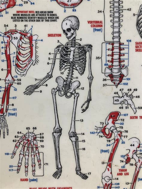 Vintage Human Anatomy Chart S Etsy UK