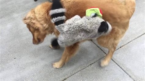 Dog Kills Raccoon Youtube
