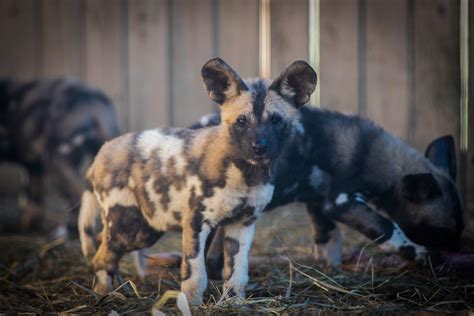 4k00.07puppies of african wild dog by watering place of a protected reserve, animals in natural habitat, wildlife concept. 614NOW | Endangered Lil' Puppers Make Public Debut at The ...