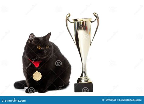 Black British Shorthair Cat With Winner Medal Sitting Near Golden