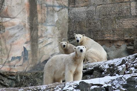 Medvěd Lední Zoo Brno