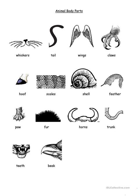 Ask the students if they remember the animal body parts that they studied in hour one. Animal Body Parts worksheet - Free ESL printable ...
