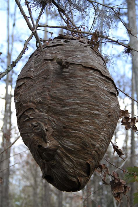 Wasps Nests Pictures Image Gallery On Animal Picture Society