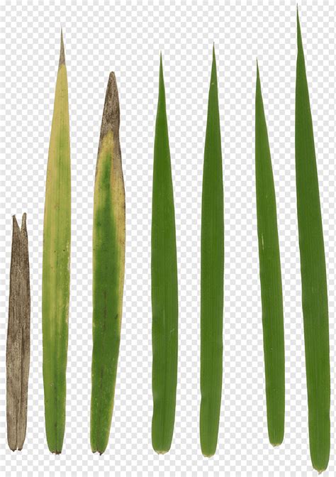 Grass Texture Alpha