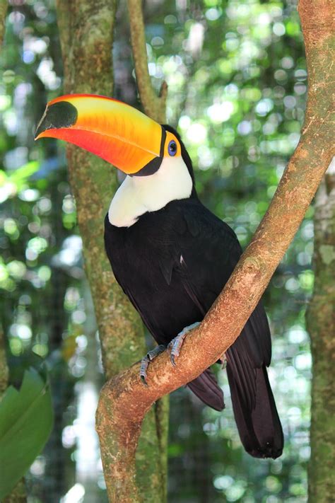 Iguassu Parque Das Aves Toucan Img2752 Ian Withnall Flickr