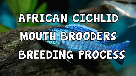 African Cichlids│mouth Brooders│breeding Process Youtube