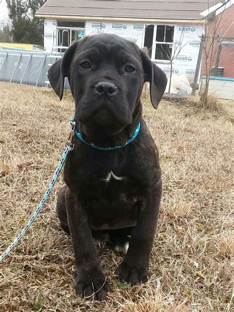 Cane Corso Puppies For Sale Dayton Oh 267895 Petzlover