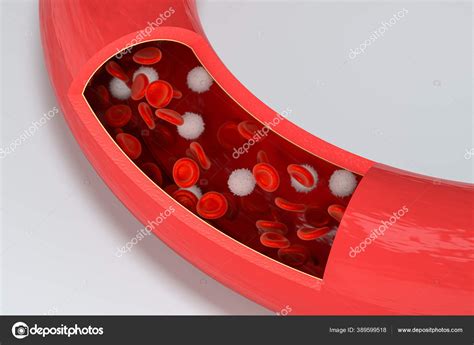 Red White Blood Cells Blood Vessel Rendering Computer Digital Drawing