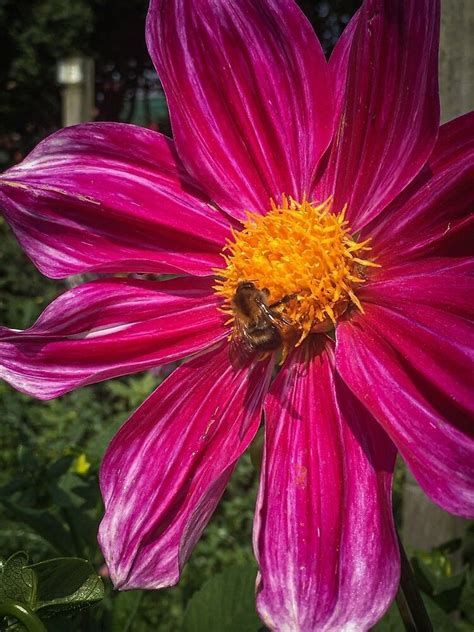 Close Up Of A Single Pink Dahlia Flower With A Bee Gathering Pollen