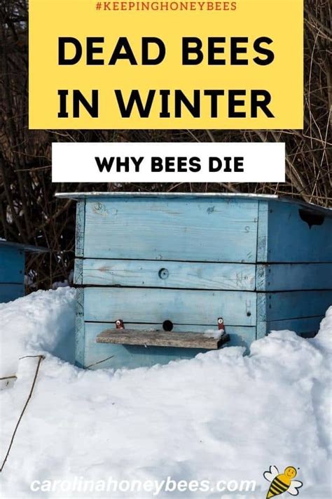 If you overwater your cactus many times (especially need to be careful in cold weather and winter), it will start rotting. Reasons Beehives Die in Winter - Carolina Honeybees in ...