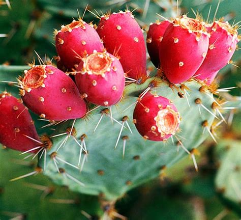 Prickly Pear Cactus Opuntia Calloways Nursery