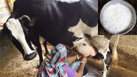 How To Milk Cows By Hand By A Village Woman Traditional Way To Milk