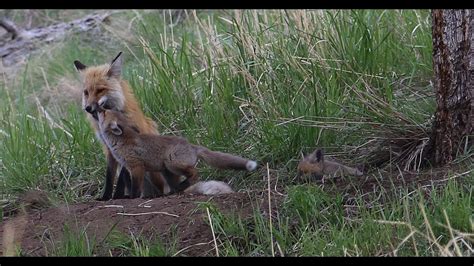 Fox On Den In Yellowstone With Curious Bighorn Sheep Youtube