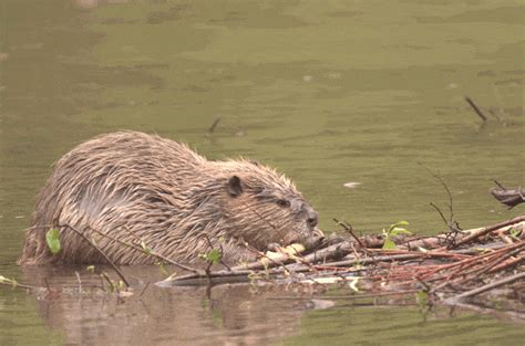 Discovery Of A New Beaver Benefit Is A Happy Accident