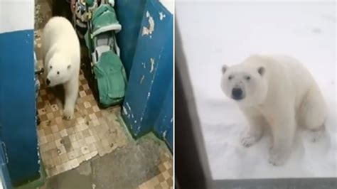 Emergency Declared After 50 Polar Bears Invade Russian Town Itv News