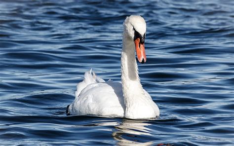 White Swan Lake Swan On The Water White Bird Beautiful Swan Swans