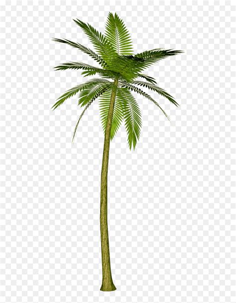 Background Palm Tree Transparent Palm Tree Png Transparent Png