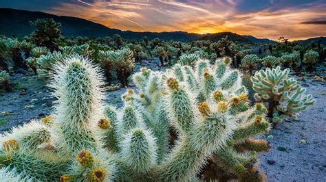 The Cholla Cactus Garden In Joshua Tree National Park California