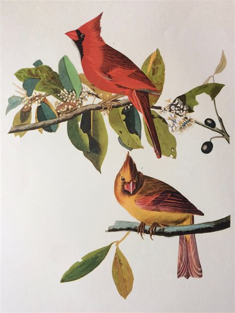 Cardinal Grosbeak Large Original Vintage 1964 Audubon Print 14 X 17