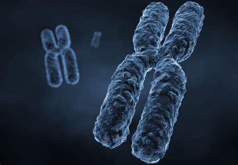 Here's some simple definitions for how human genetics works, including from cancer risk to eye color, human genetics determines who you are, based on the dna you inherit from your parents. 10 Facts about Chromosomes