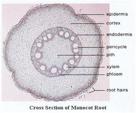 Typically, monocot stems have the following characteristics.