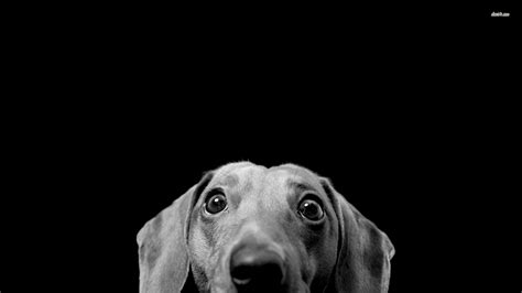 Weiner Dog Wallpaper 60 Pictures
