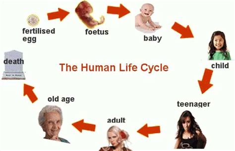 Life Cycle Is The Developmental Stages That Occur During An Organisms