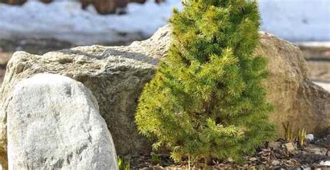 15 Small Or Dwarf Evergreen Trees For Your Garden With Pictures