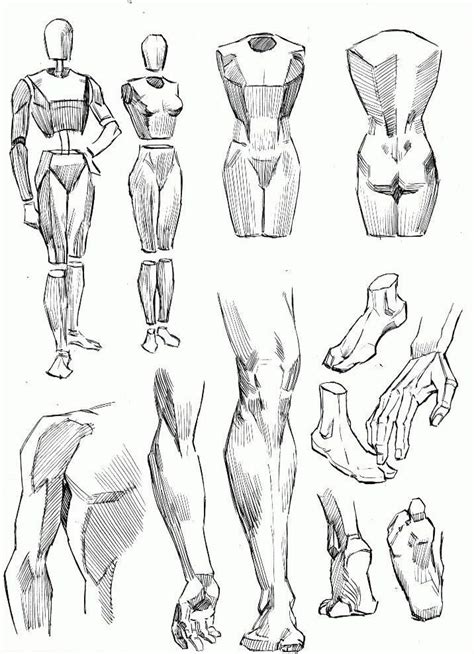 Les Proportions Du Corps Leflux Fr Human Figure Drawing Figure