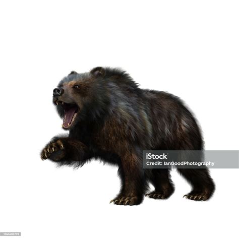 Ilustración En 3d De Un Oso Grizzly En Pose Agresiva Aislado Sobre
