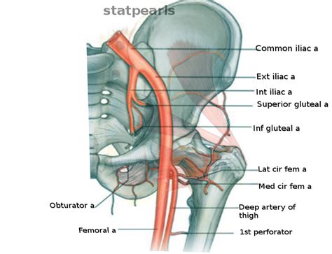 Anatomy Abdomen And Pelvis Hip Arteries Article