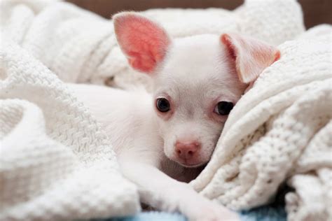 Dogs With Pink Noses Is This Dangerous