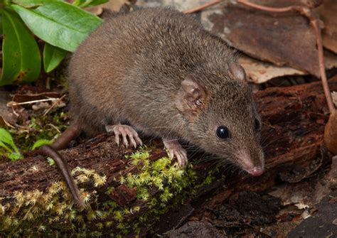 Brown Antechinus The Australian Museum