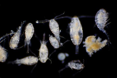 Copepod Are A Group Of Small Crustaceans Found In The Marine And