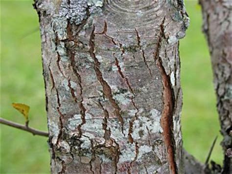 Jul 21, 2017 · hawthorn bark is gray, brown or red. Cockspur Hawthorn (Crataegus crus-galli)
