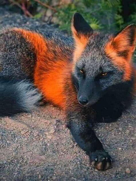 A Melanistic Fox One Of The Rarest Animals On The Planet Rare