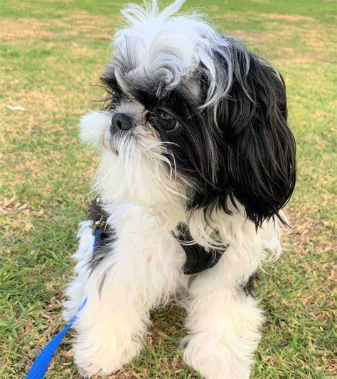 Imperial Shih Tzu Are They Different From Standard Shih Tzus