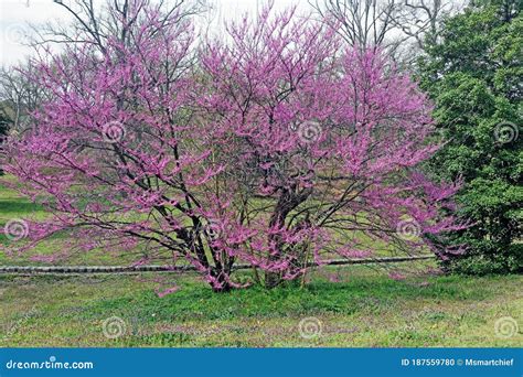 Blooming Virginia Redbud Tree Stock Photo Image Of Outdoor Beautiful