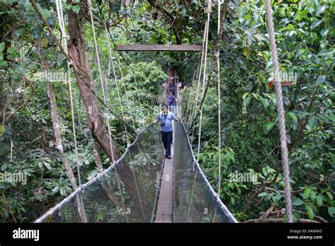 Rainforest Canopy Walkway Poring Hot Springs Kinabalu Park Sabah