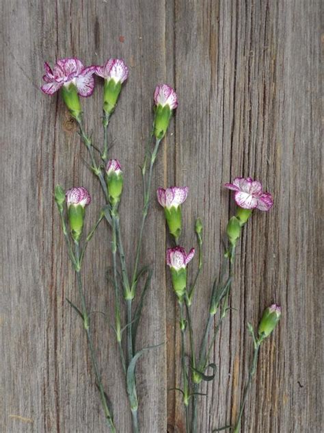 wholesale spectro bi color purple white mini carnations delivered online flowerfarm