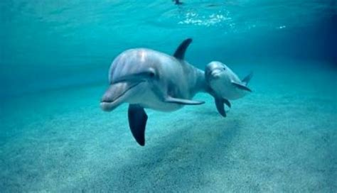 Nacerá Primera Cría De Delfín En El Delfinario Sonora