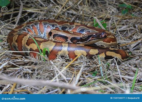 Sumatran Red Blood Python Python Brongersmai Stock Image Image Of