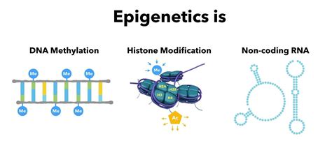 Epigenetics Is The Study Of How Your Nutrition And Environment Influences