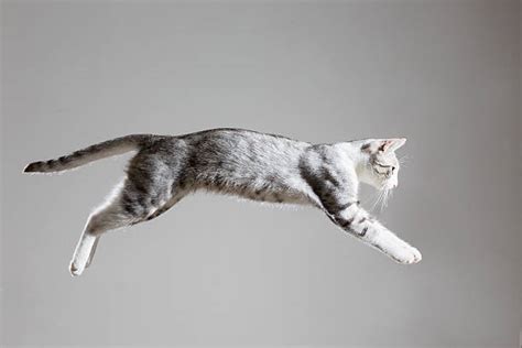 Royalty Free Cat Jumping Pictures Images And Stock Photos Istock