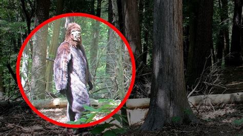 Real Bigfoot Caught On Camera Spotted In Real Life Https Youtu