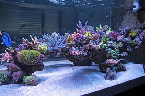 Show Off Your Large Tank Aquascape Page 17 REEF2REEF Saltwater
