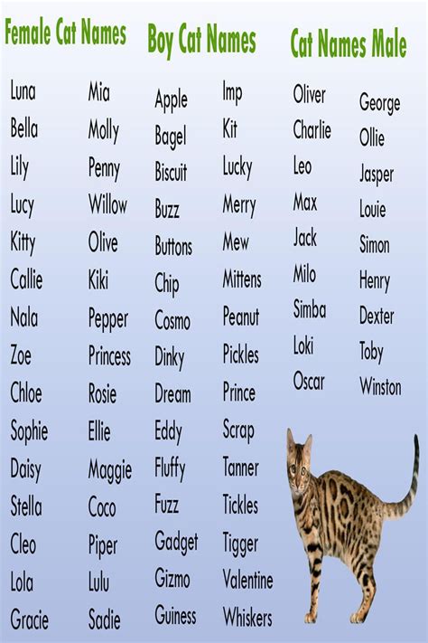 Best Ideas For Coloring Baby Cat Names