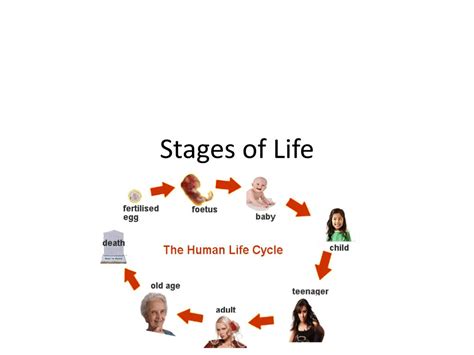 ppt stages of life powerpoint presentation free download id 2466265