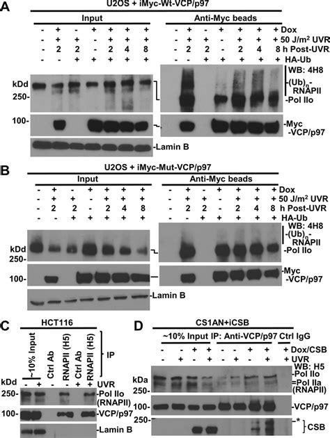 RNAPII Interacts With VCP P97 A U2OS Cells Harboring Inducible