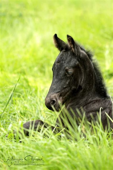 Pin By Crista Forest Wildlife Art On Horses Foals Friesian Horse
